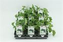 Afbeelding van Kool. Boerenkool Bio Set